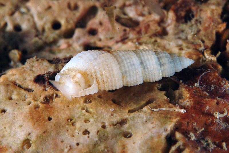 Euparthenia humboldti